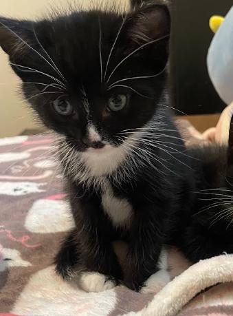 Jet, a ADOPTABLE Tuxedo in Indianapolis, IN image 3/5