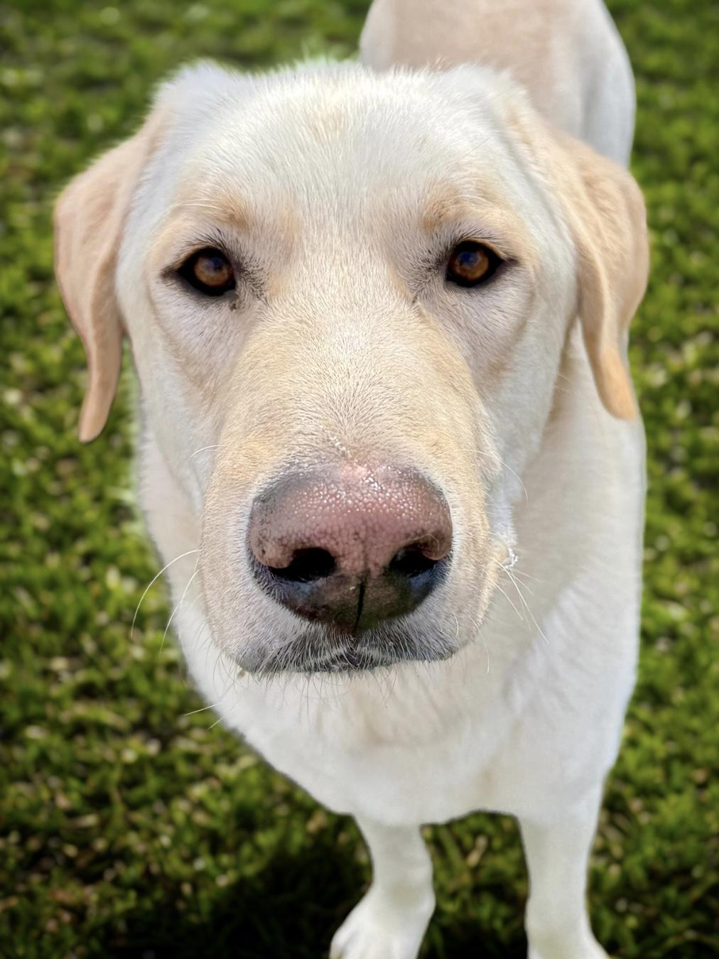 Dax, an adoptable Akbash, Labrador Retriever in Kamas, UT, 84036 | Photo Image 3