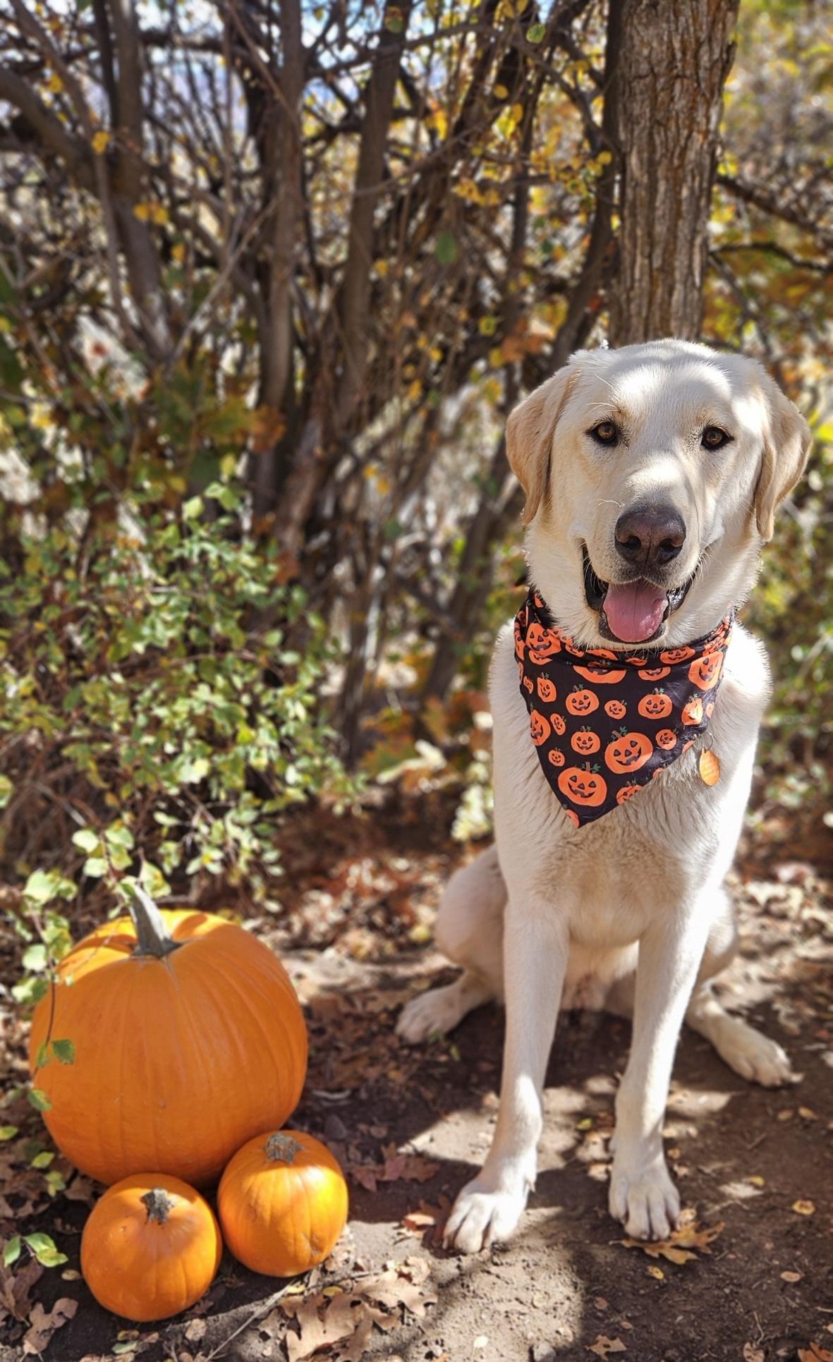 Dax, an adoptable Akbash, Labrador Retriever in Kamas, UT, 84036 | Photo Image 2
