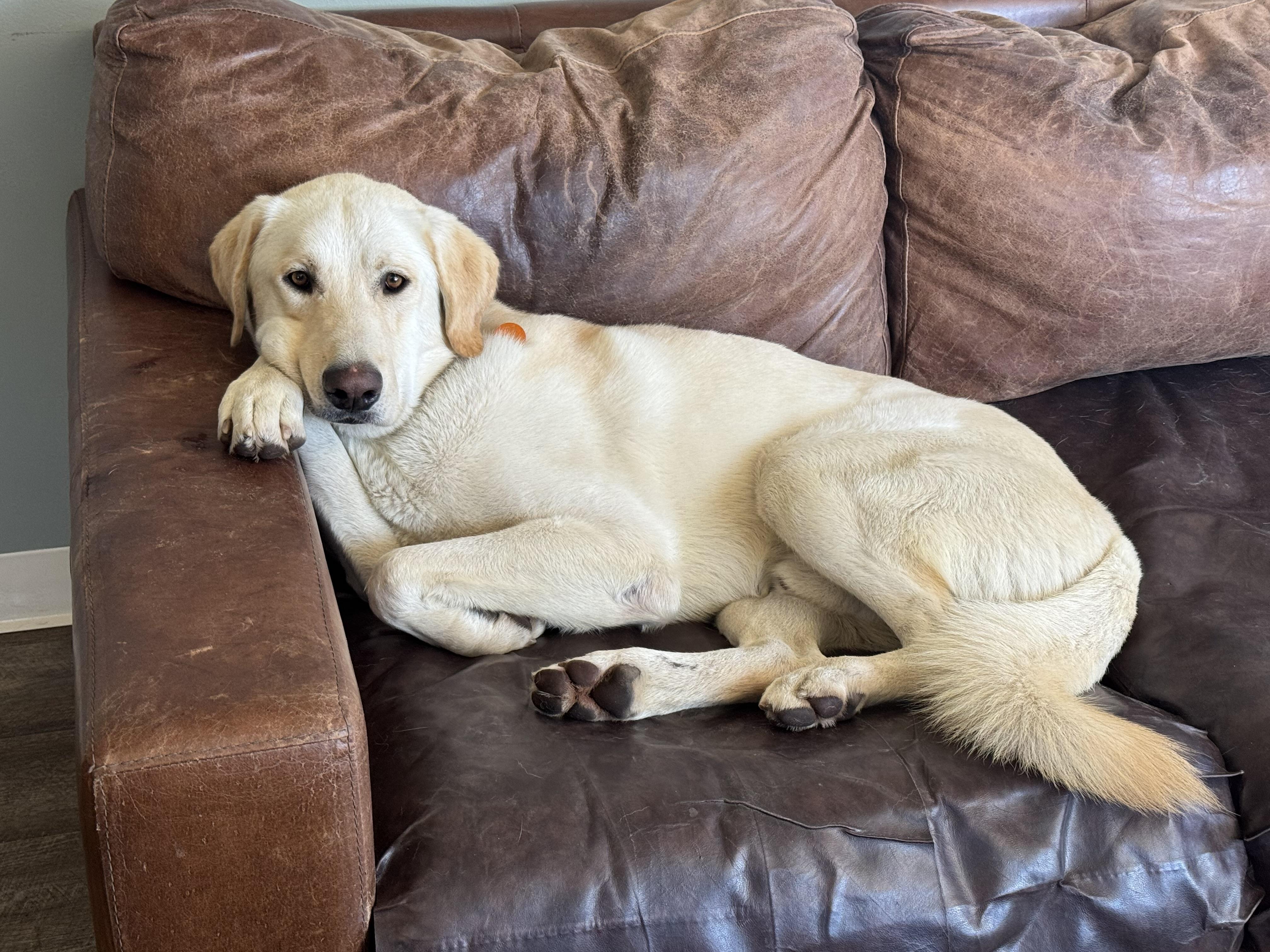Dax, an adoptable Akbash, Labrador Retriever in Kamas, UT, 84036 | Photo Image 4