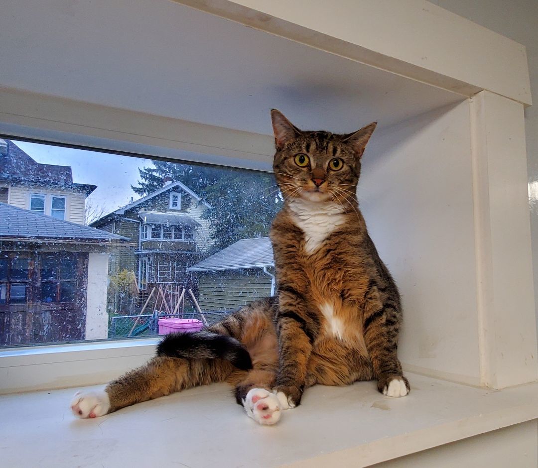 Enlarge Noodle, a Adoptable Domestic Short Hair in Williamsport, PA image 2/2