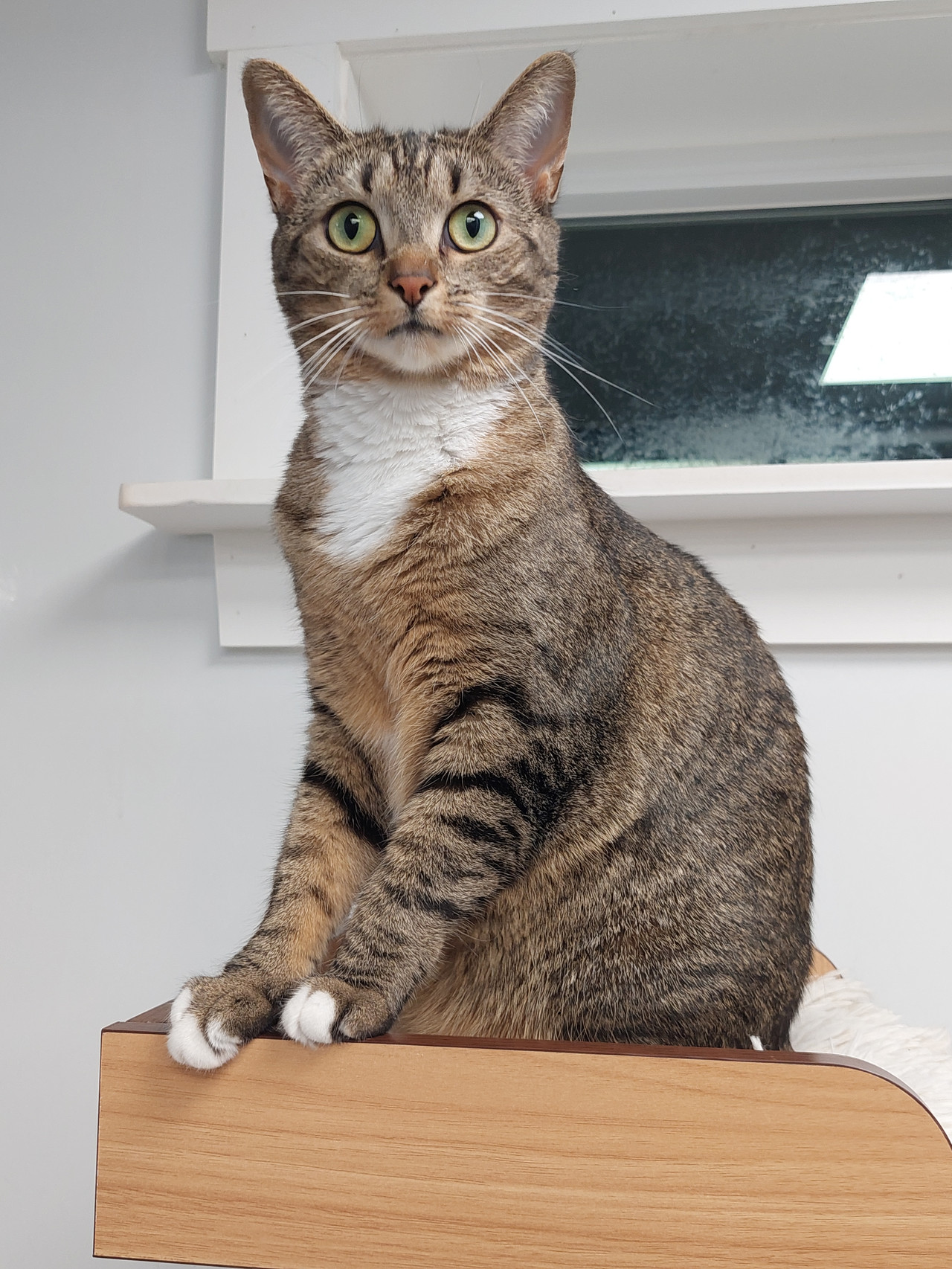 Noodle, Adoptable, Adult Female Domestic Short Hair.