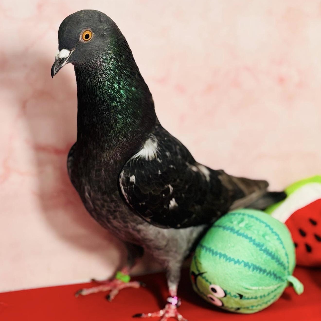 Enlarge Quackers, an adopted Pigeon in Chicago, IL image 2/5