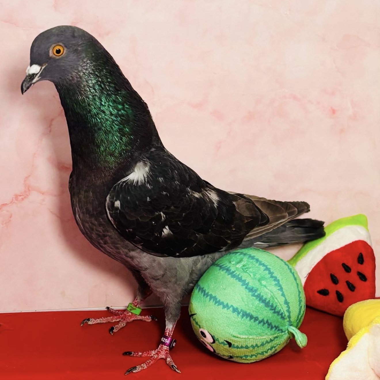 Enlarge Quackers, an adopted Pigeon in Chicago, IL image 1/5