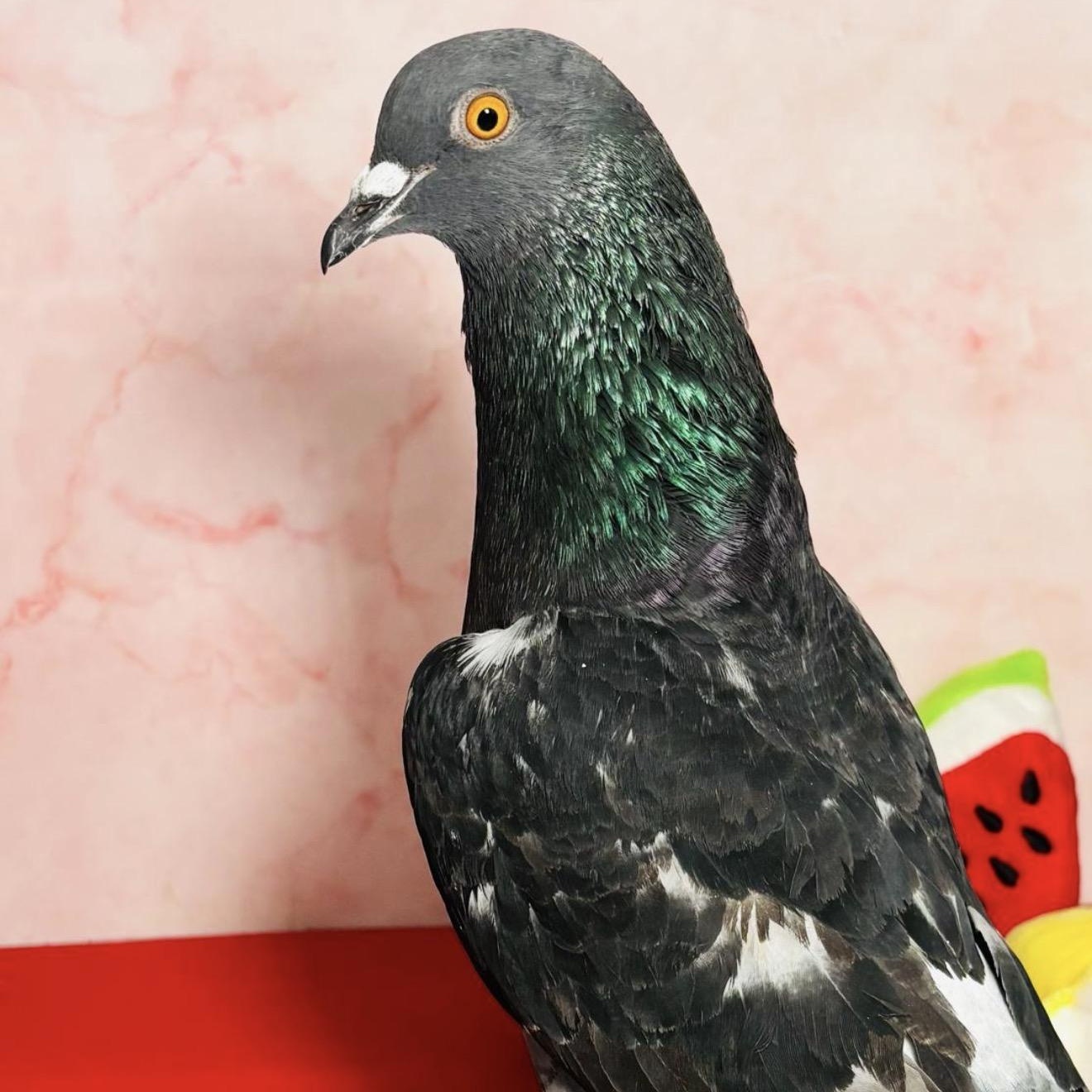 Enlarge Quackers, an adopted Pigeon in Chicago, IL image 5/5
