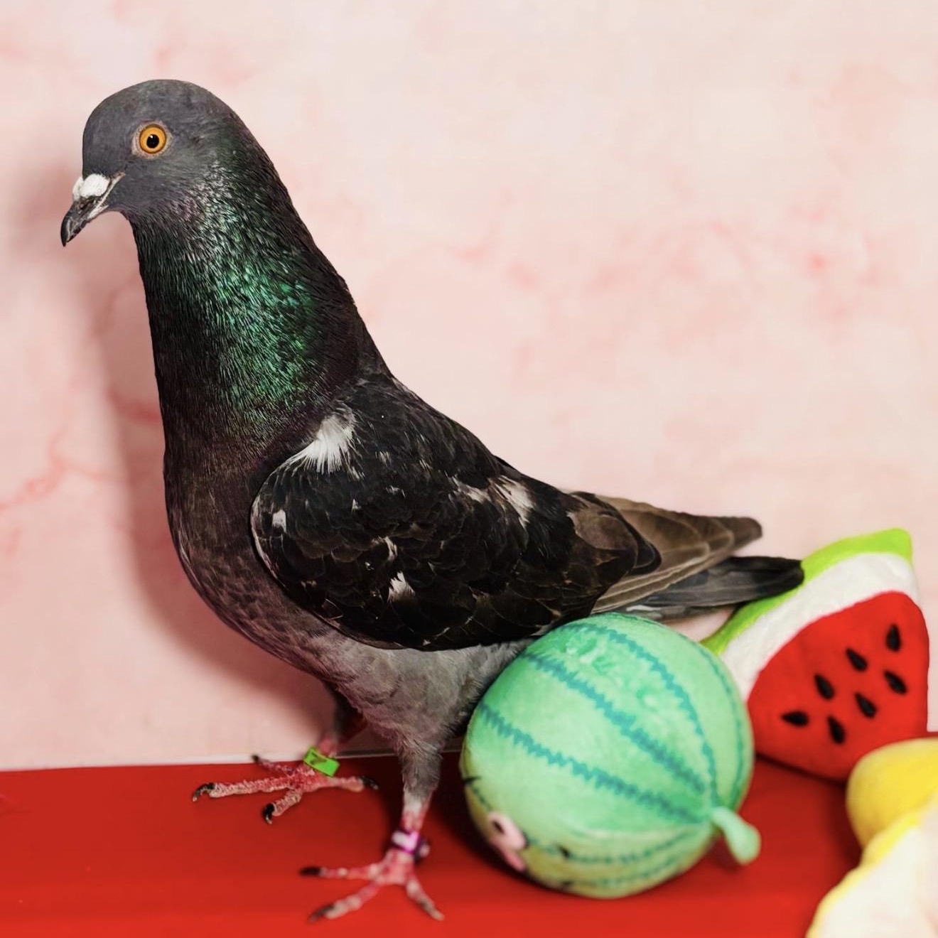 Enlarge Quackers, an adopted Pigeon in Chicago, IL image 4/5