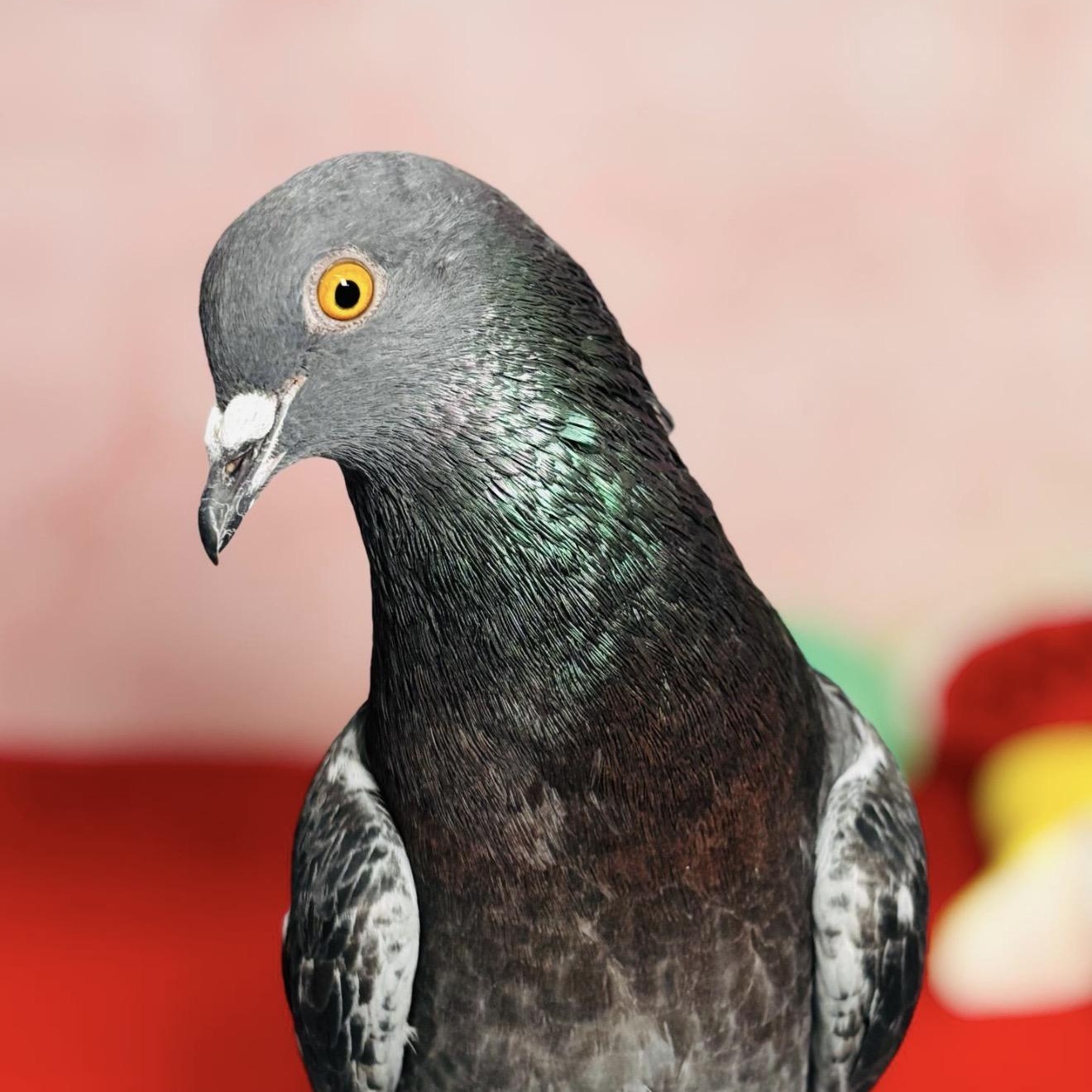 Enlarge Quackers, an adopted Pigeon in Chicago, IL image 3/5
