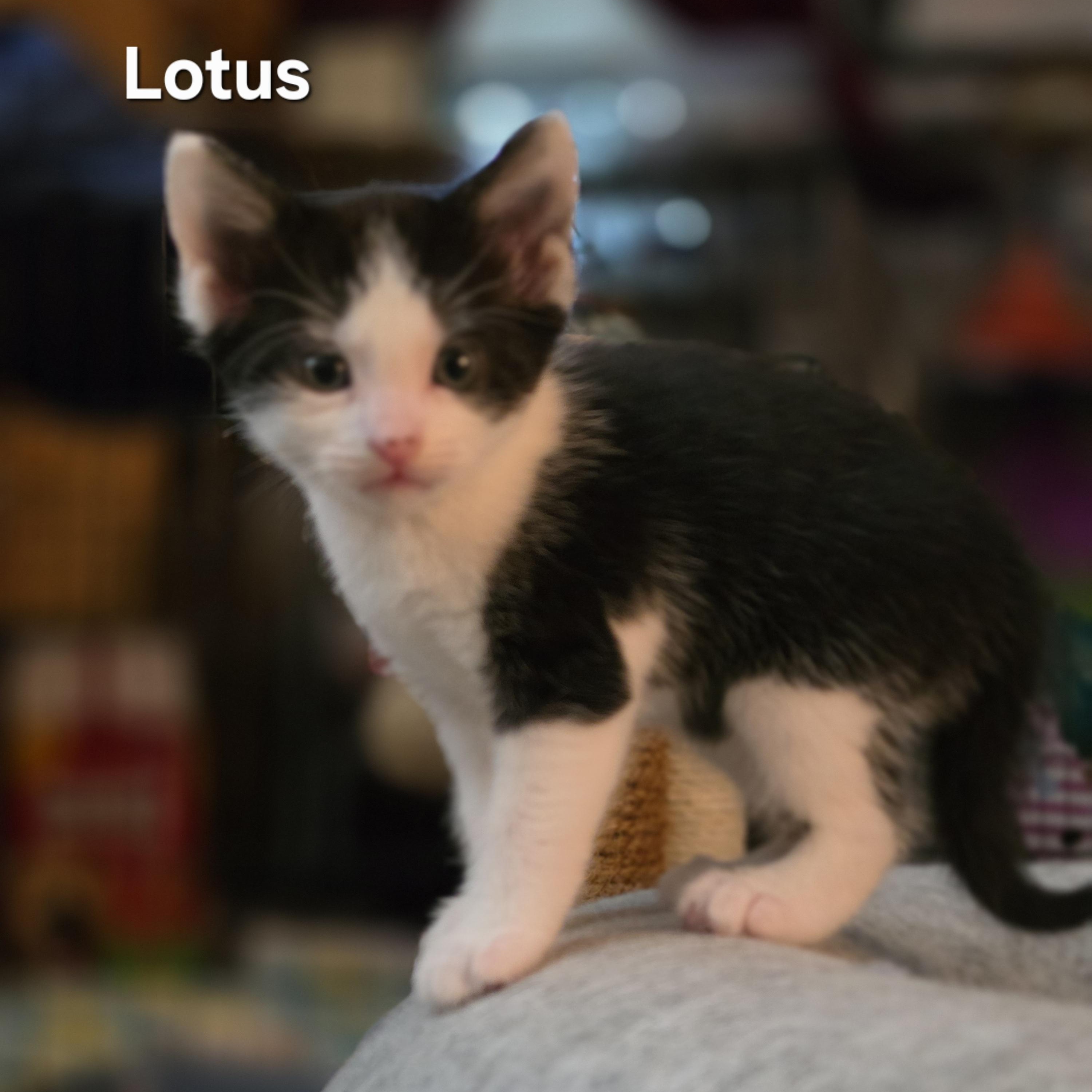 Enlarge Lotus, a Adoptable Tuxedo in Woodbridge, VA image 2/2