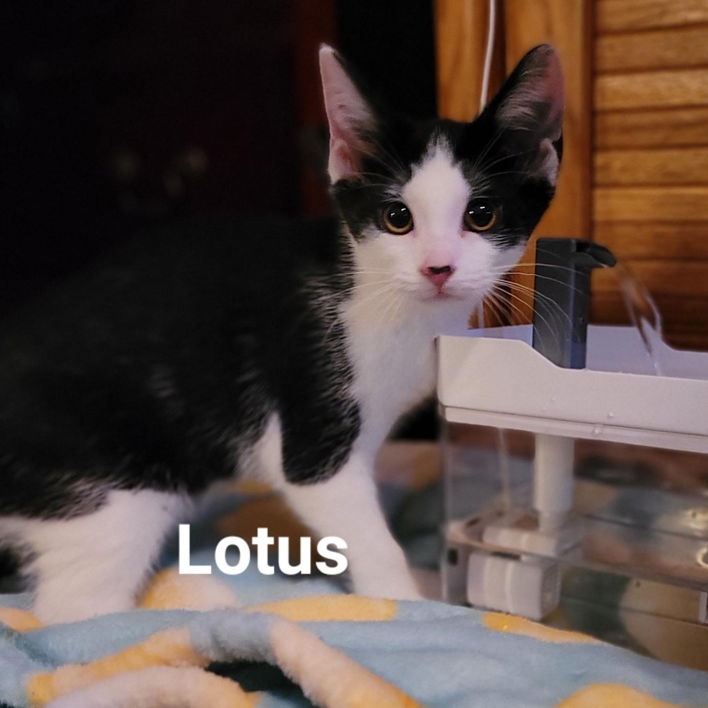 Lotus, Adoptable, Kitten Female Tuxedo.