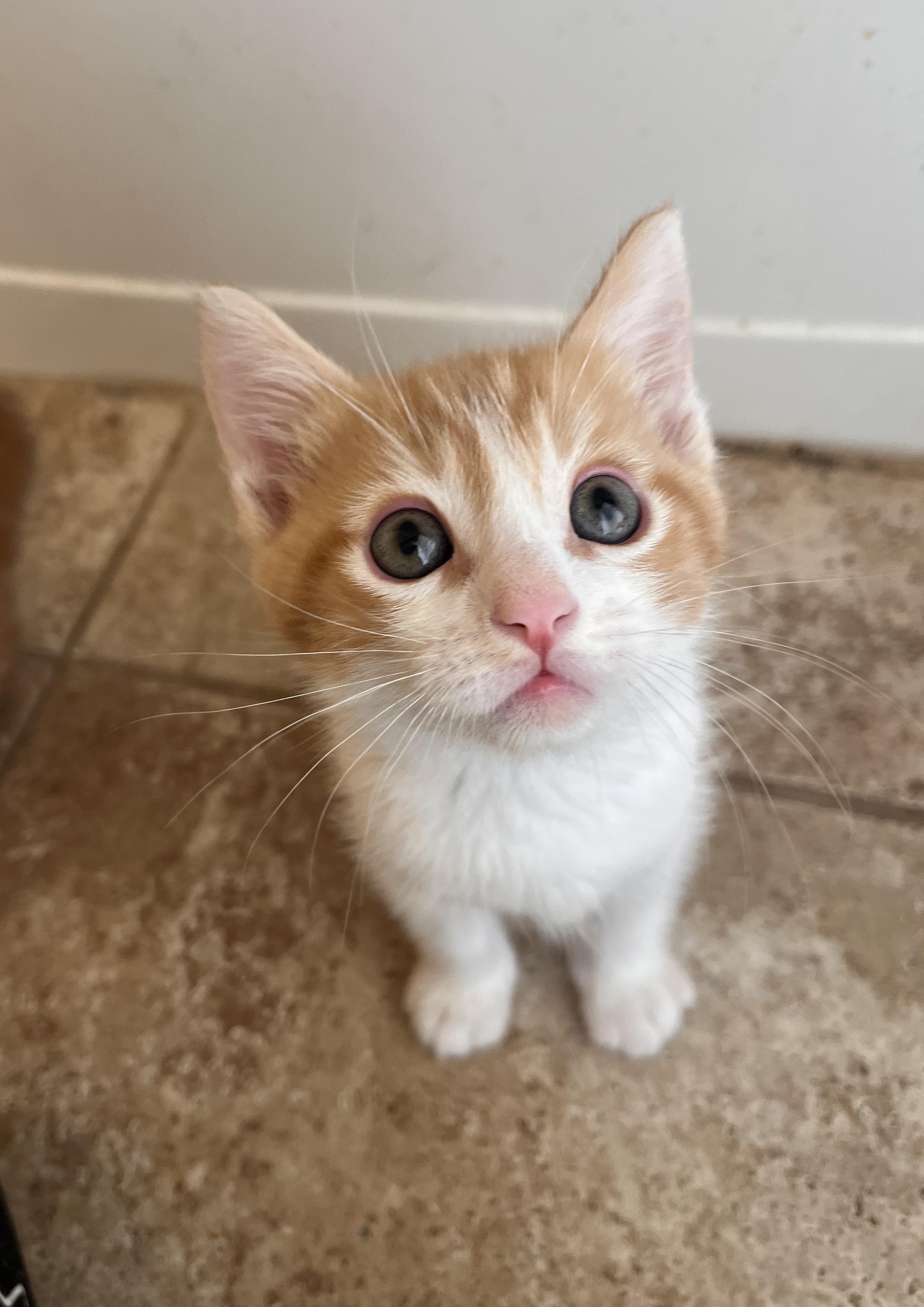 Simba, Adopted, Young Male Domestic Medium Hair.