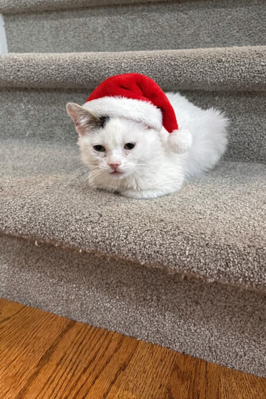 Enlarge Pebbles, a ADOPTABLE Domestic Short Hair in Marengo, IL image 1/4