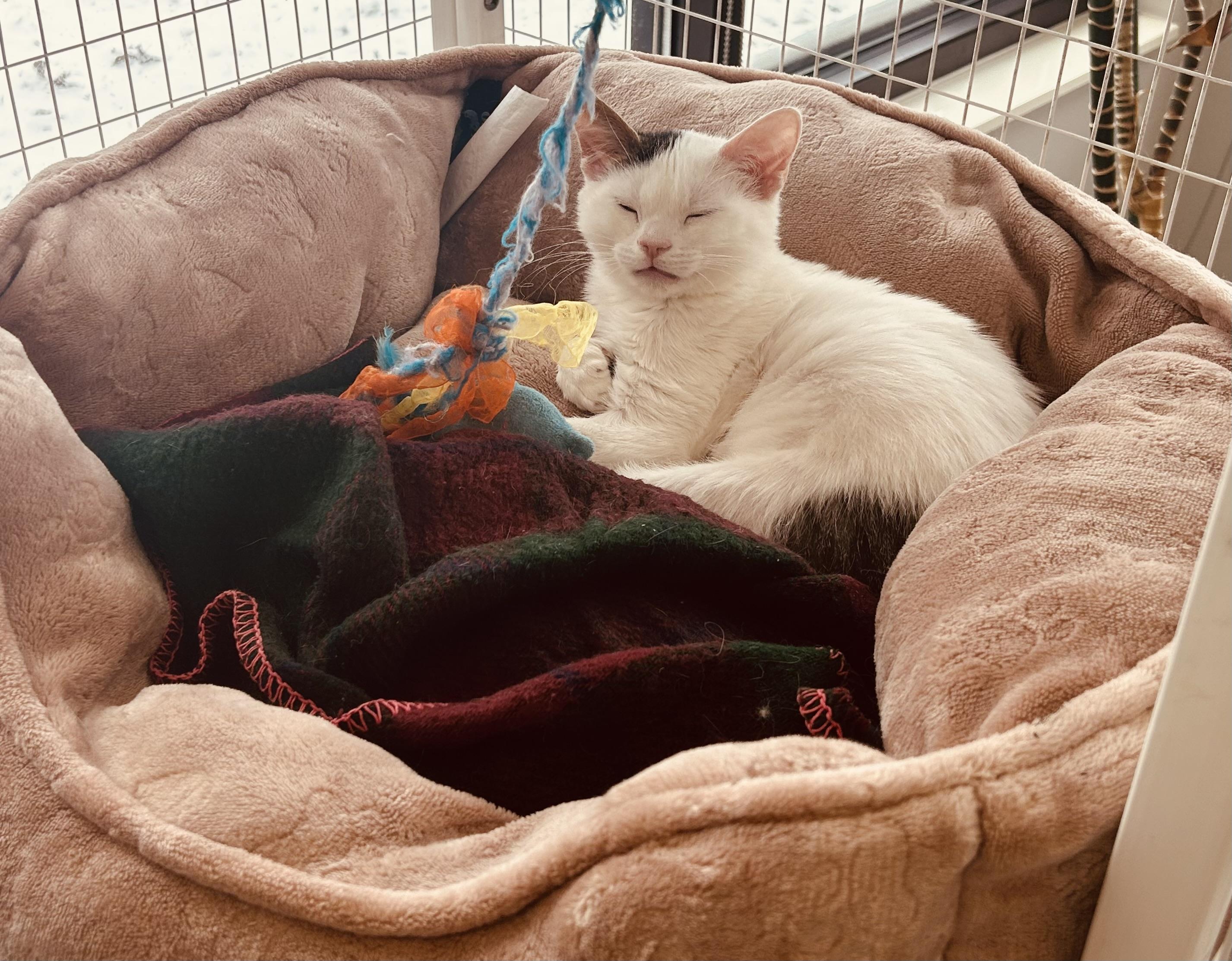 Enlarge Pebbles, a ADOPTABLE Domestic Short Hair in Marengo, IL image 3/4