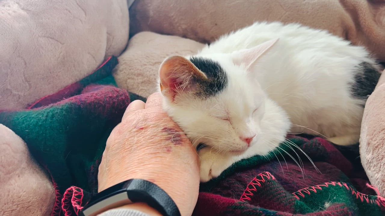 Enlarge Pebbles, a ADOPTABLE Domestic Short Hair in Marengo, IL video 2/4