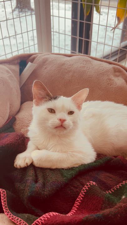 Enlarge Pebbles, a ADOPTABLE Domestic Short Hair in Marengo, IL video 4/4