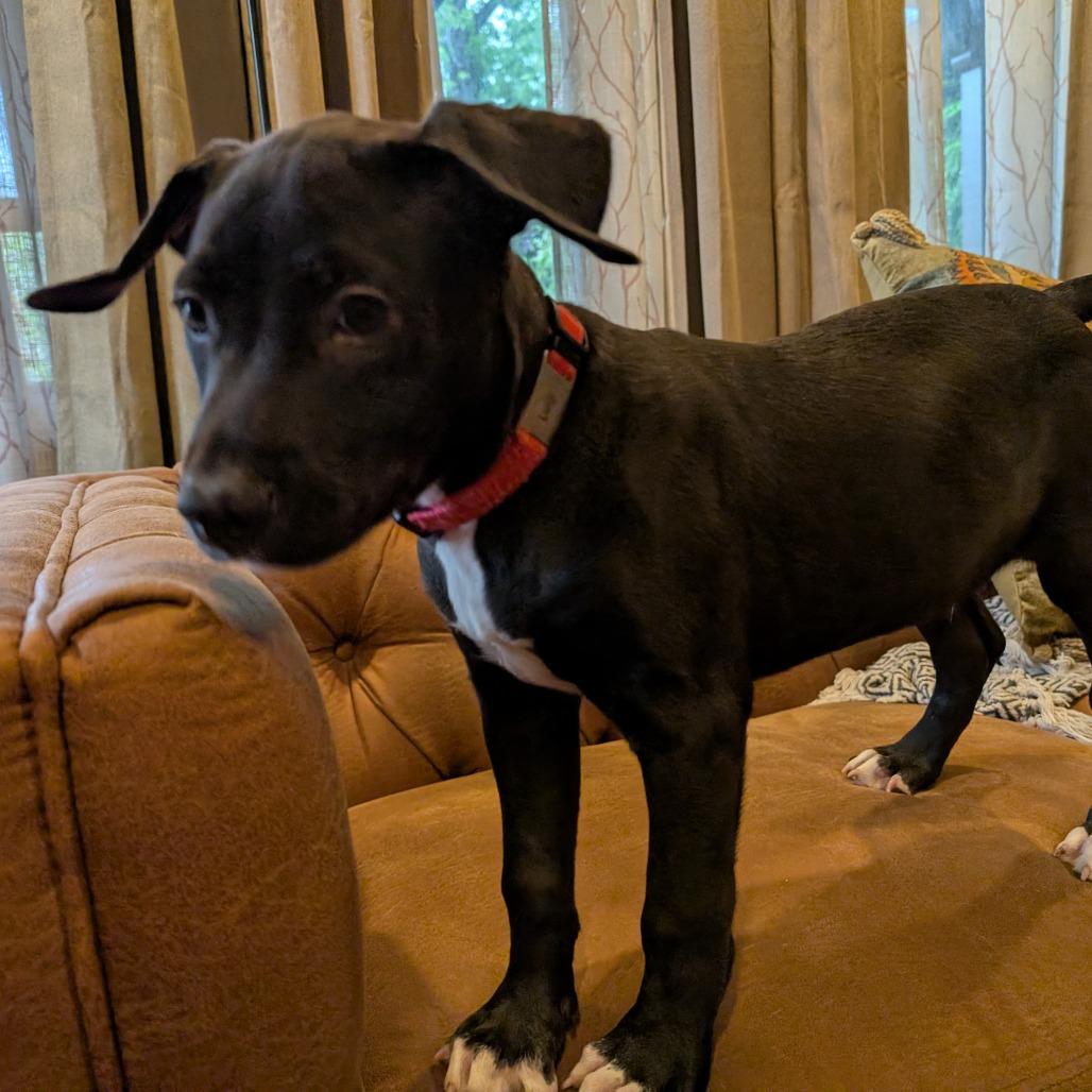 Enlarge Luigi -*Available 4/18*Chino Hills Location, a Adoptable mixed breed in Chino Hills, CA image 1/5