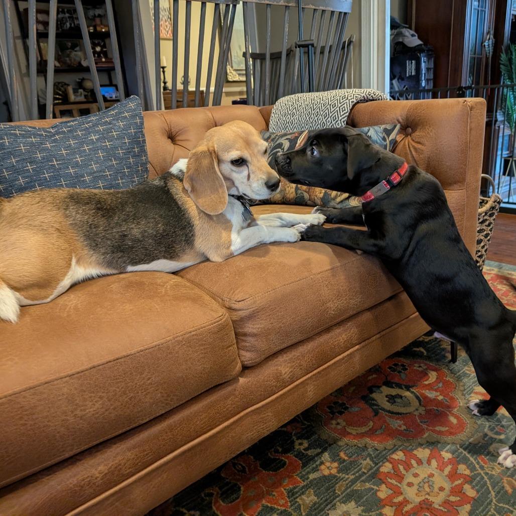 Enlarge Luigi -*Available 4/18*Chino Hills Location, a Adoptable mixed breed in Chino Hills, CA image 2/5