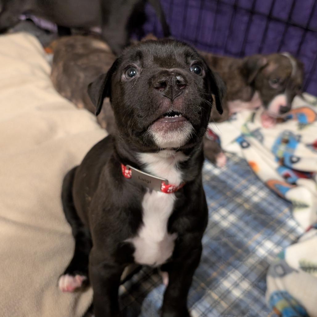 Enlarge Luigi -*Available 4/18*Chino Hills Location, a Adoptable mixed breed in Chino Hills, CA image 3/5