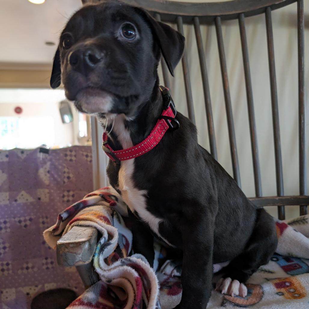 Enlarge Luigi -*Available 4/18*Chino Hills Location, a Adoptable mixed breed in Chino Hills, CA image 4/5