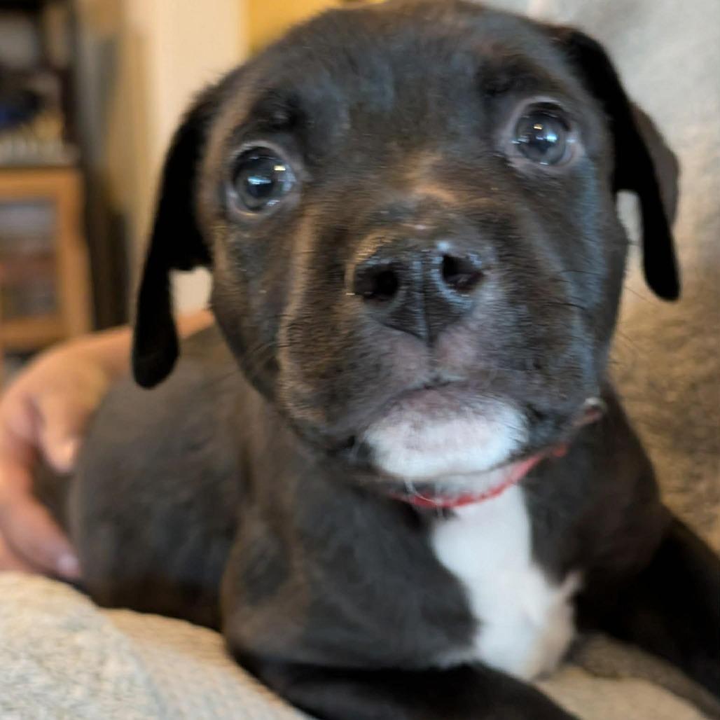 Enlarge Luigi -*Available 4/18*Chino Hills Location, a Adoptable mixed breed in Chino Hills, CA image 5/5