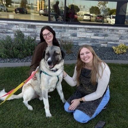 Shrimp, Adoptable, Adult Male Anatolian Shepherd.
