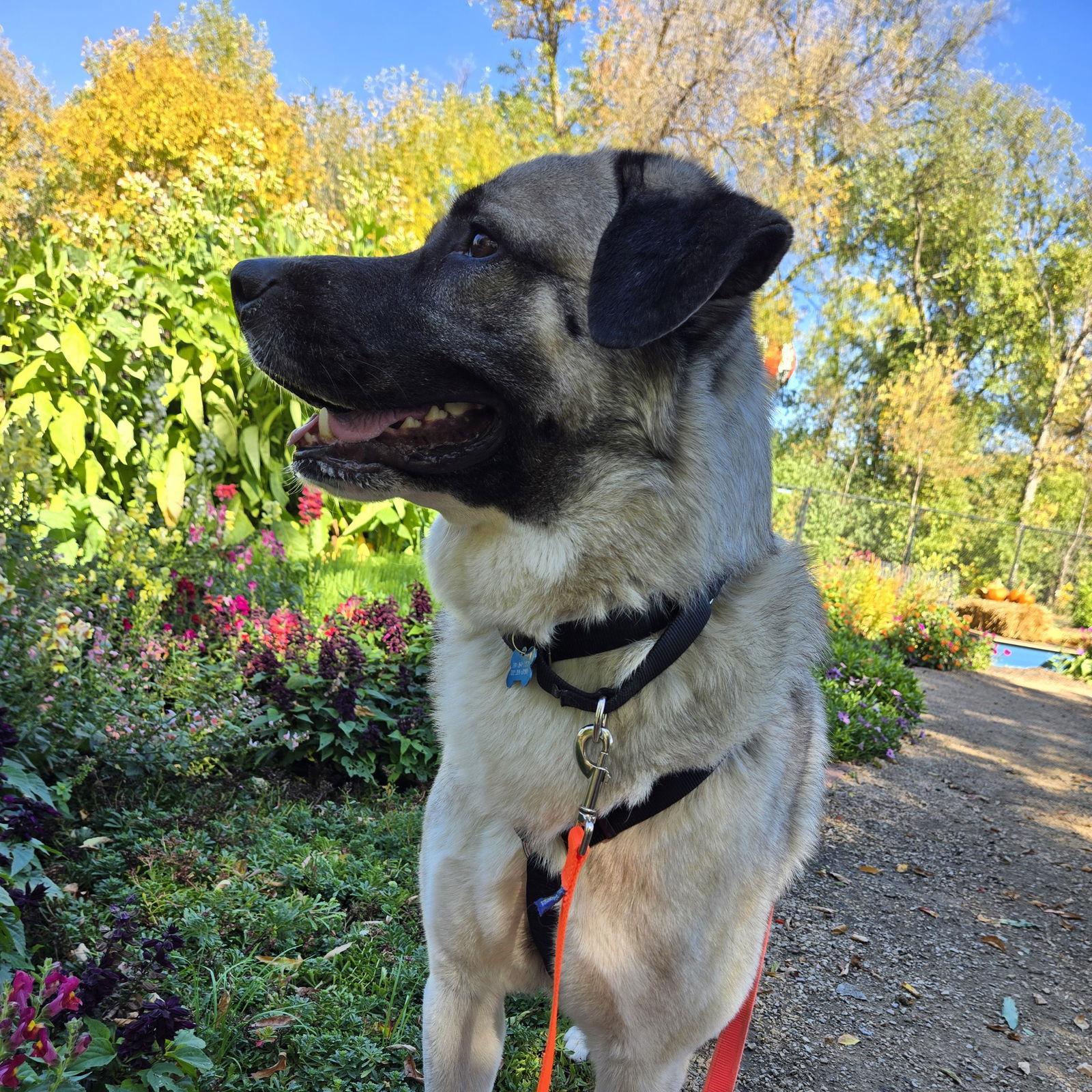 Enlarge Shrimp, a Adoptable Anatolian Shepherd in Fargo, ND image 2/3