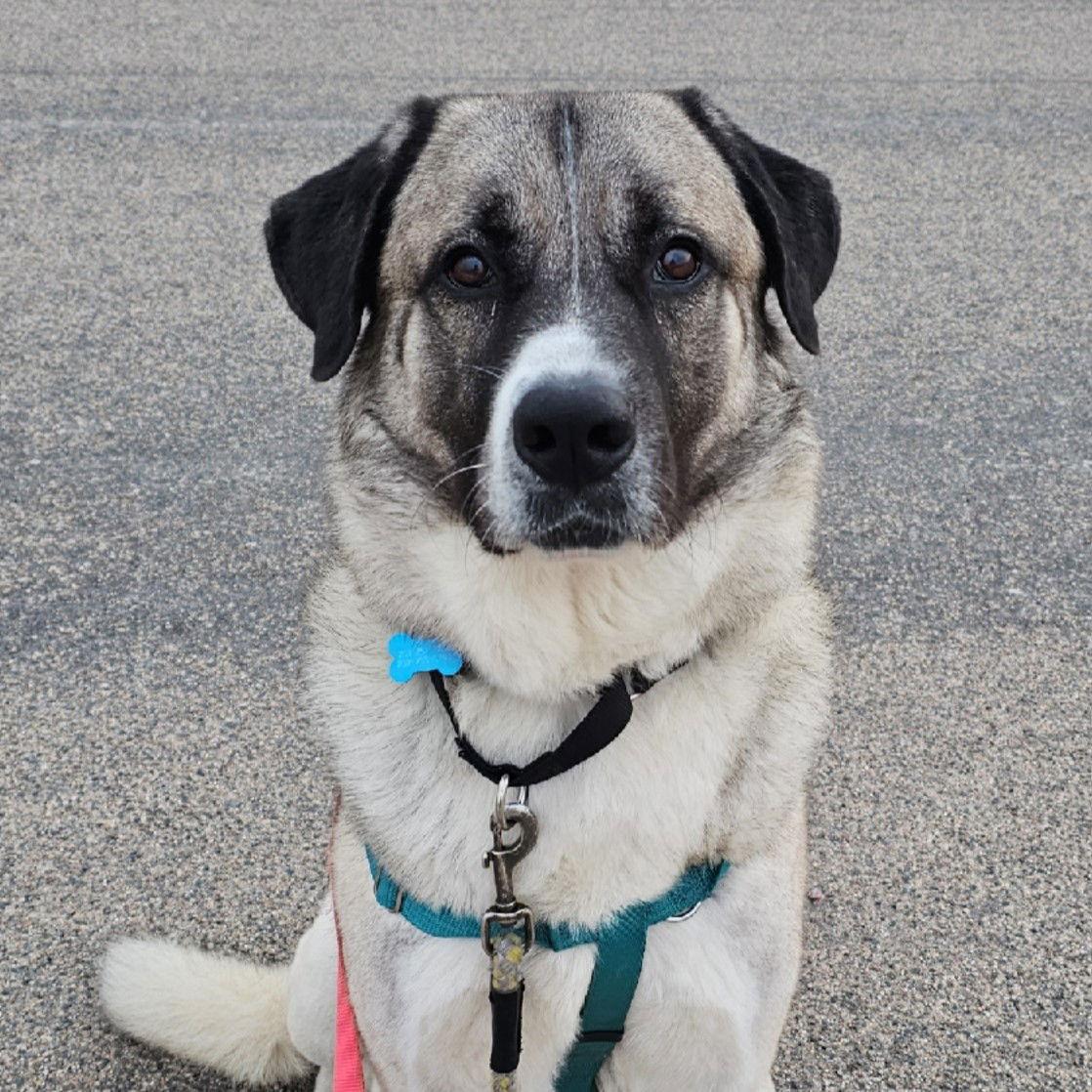 Enlarge Shrimp, a Adoptable Anatolian Shepherd in Fargo, ND image 3/3