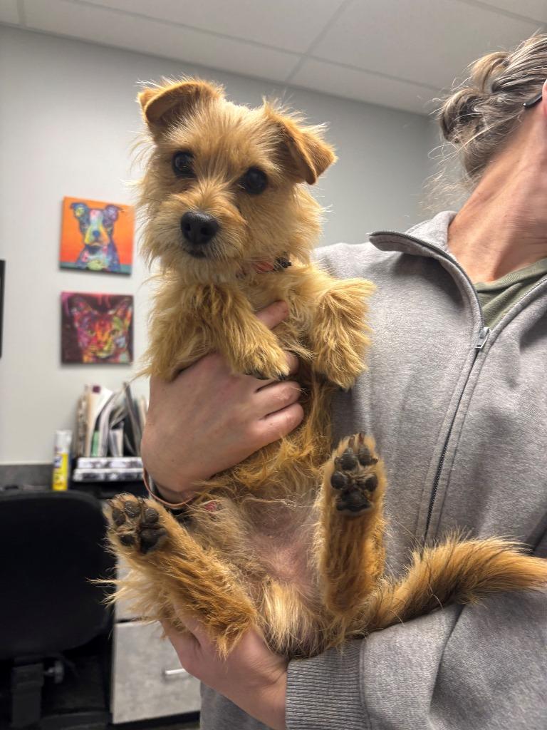 Teddy R., Adoptable, Adult Male Norwich Terrier.