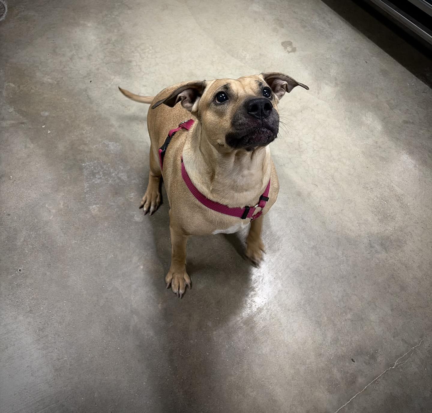 Enlarge Ino (eeno), a ADOPTABLE Black Mouth Cur in Greensburg, IN image 1/1