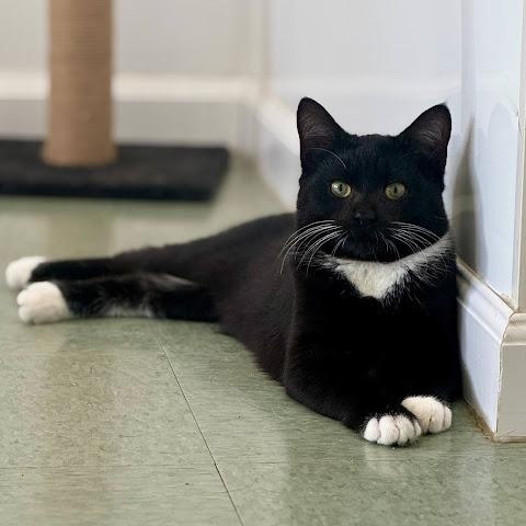 Enlarge Elmer, a ADOPTABLE American Shorthair in Danbury, CT image 1/1