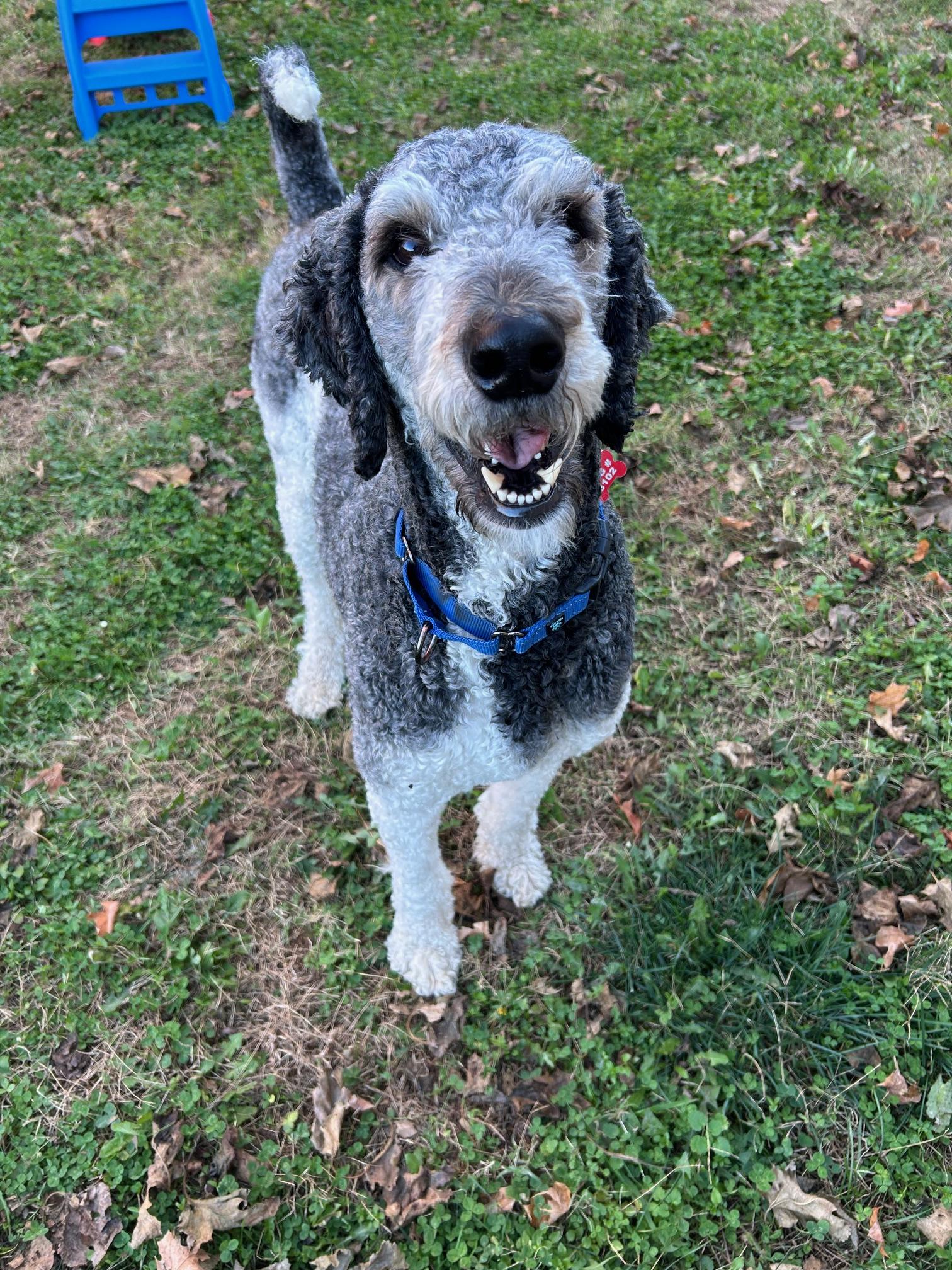 Noctis, Adoptable, Young Male Poodle.