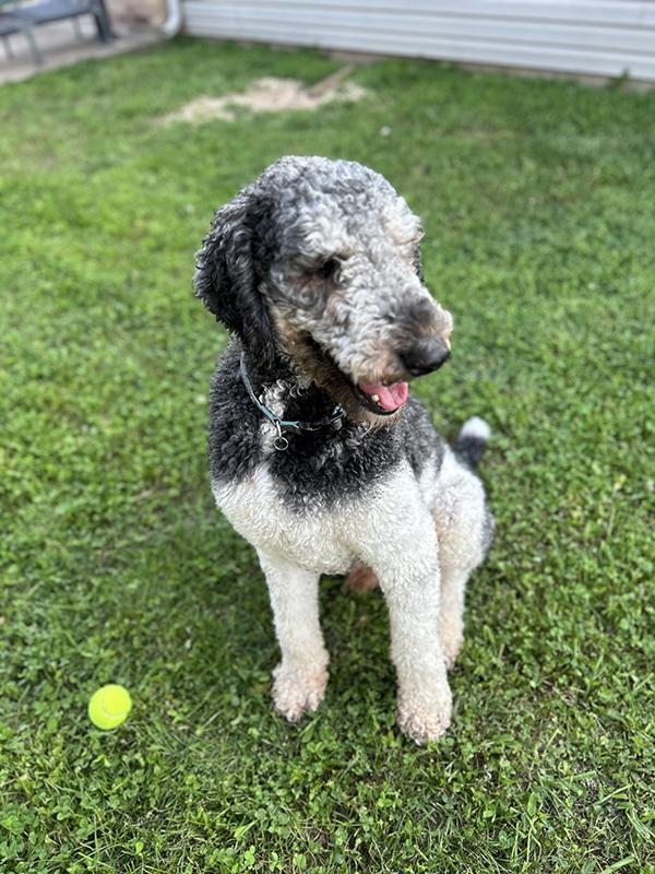 Noctis, a Adoptable Poodle in Kiowa, OK image 2/6