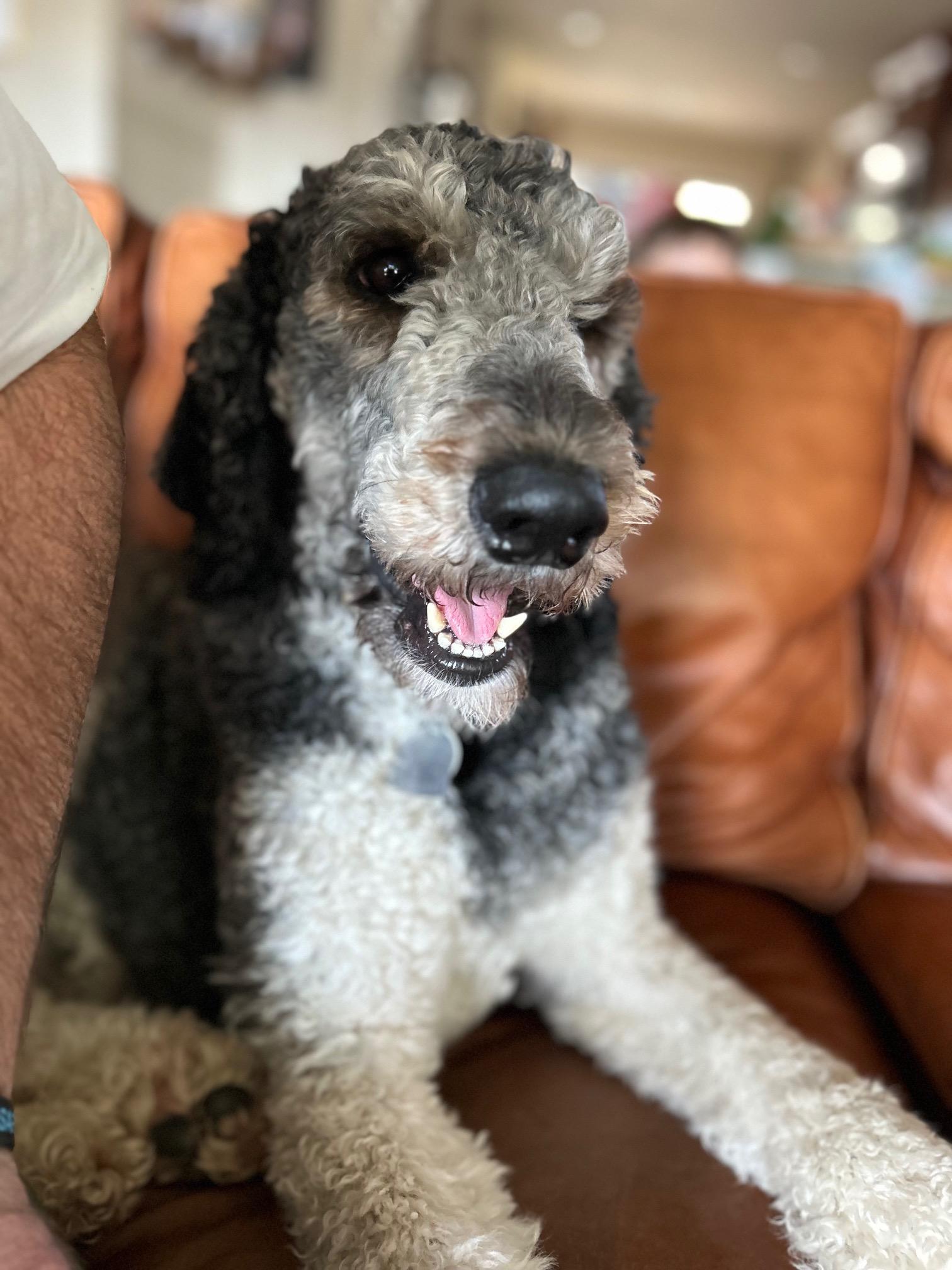 Noctis, a Adoptable Poodle in Kiowa, OK image 4/6