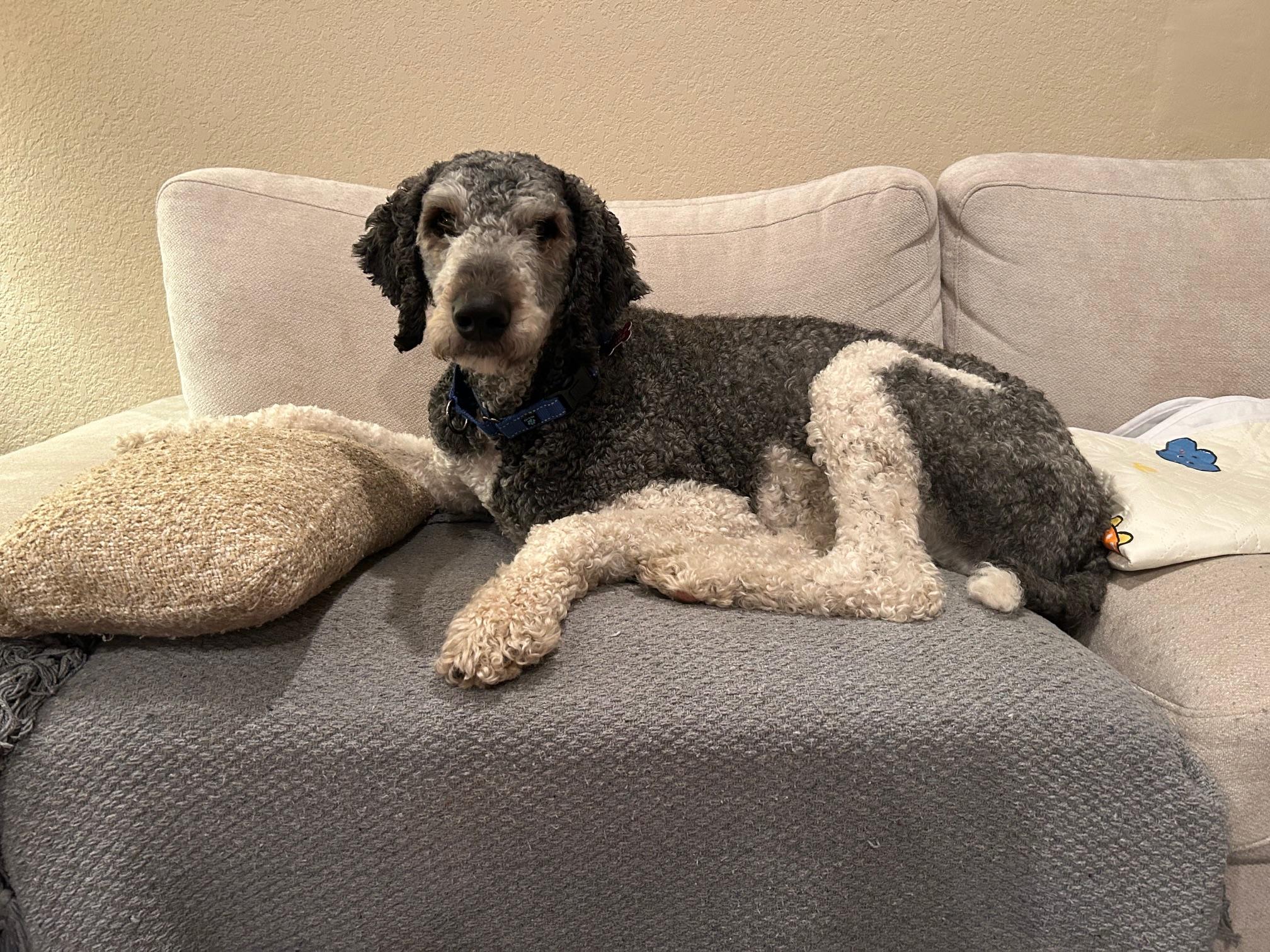 Noctis, a Adoptable Poodle in Kiowa, OK image 6/6