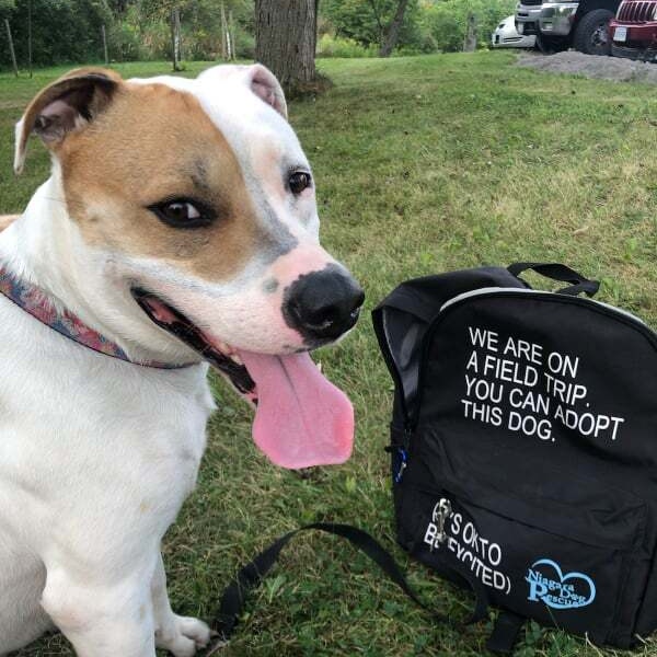 Enlarge Rayse (20201209-01), a Adoptable American Bulldog in ST CATHARINES, ON image 2/6