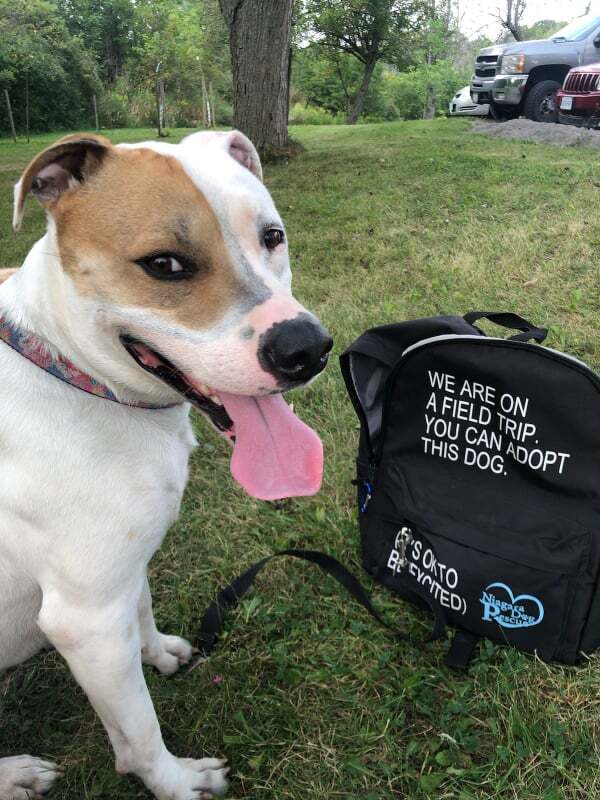 Rayse (20201209-01), a Adoptable American Bulldog in ST CATHARINES, ON image 3/6