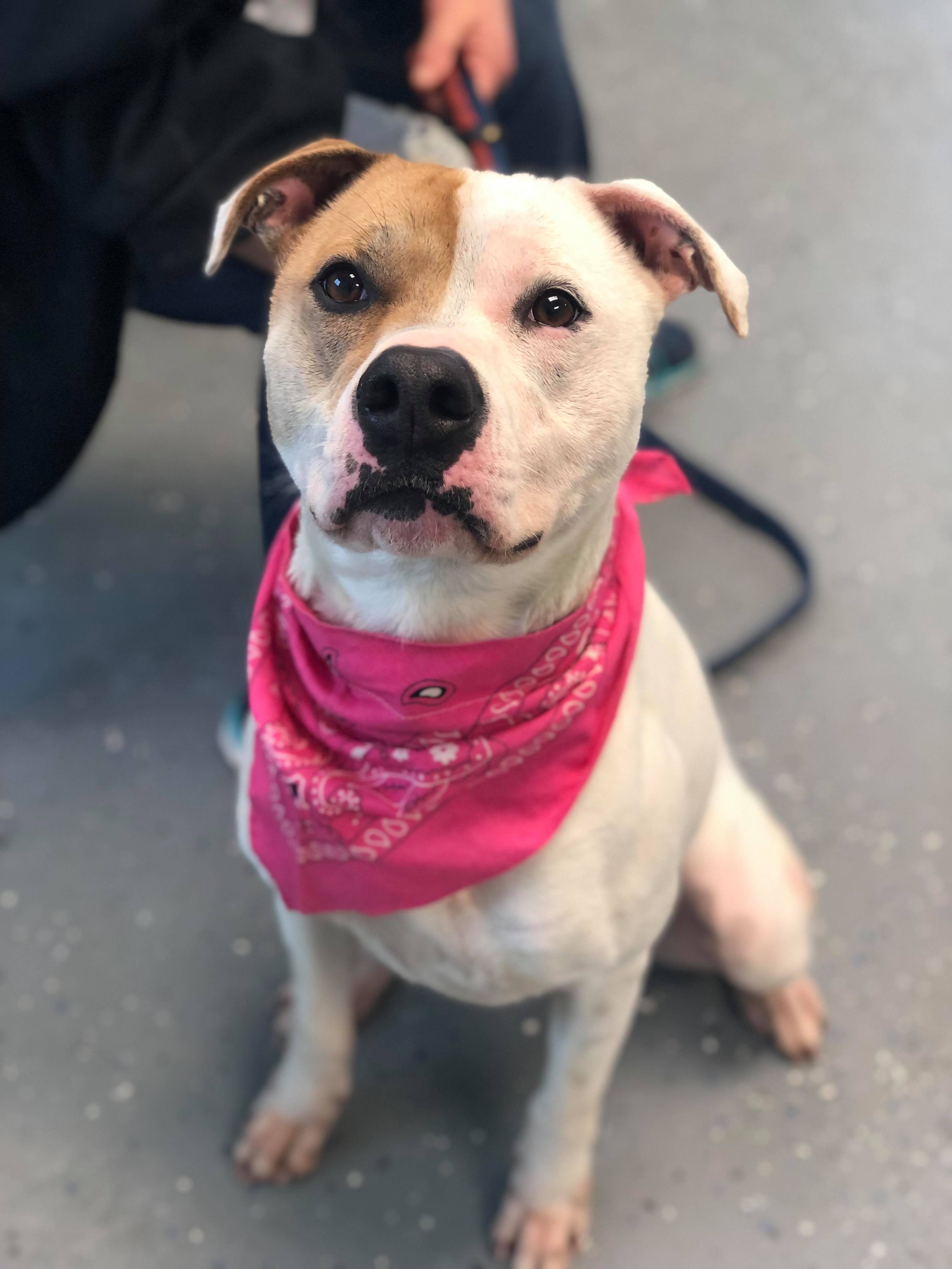 Rayse (20201209-01), Young Female American Bulldog