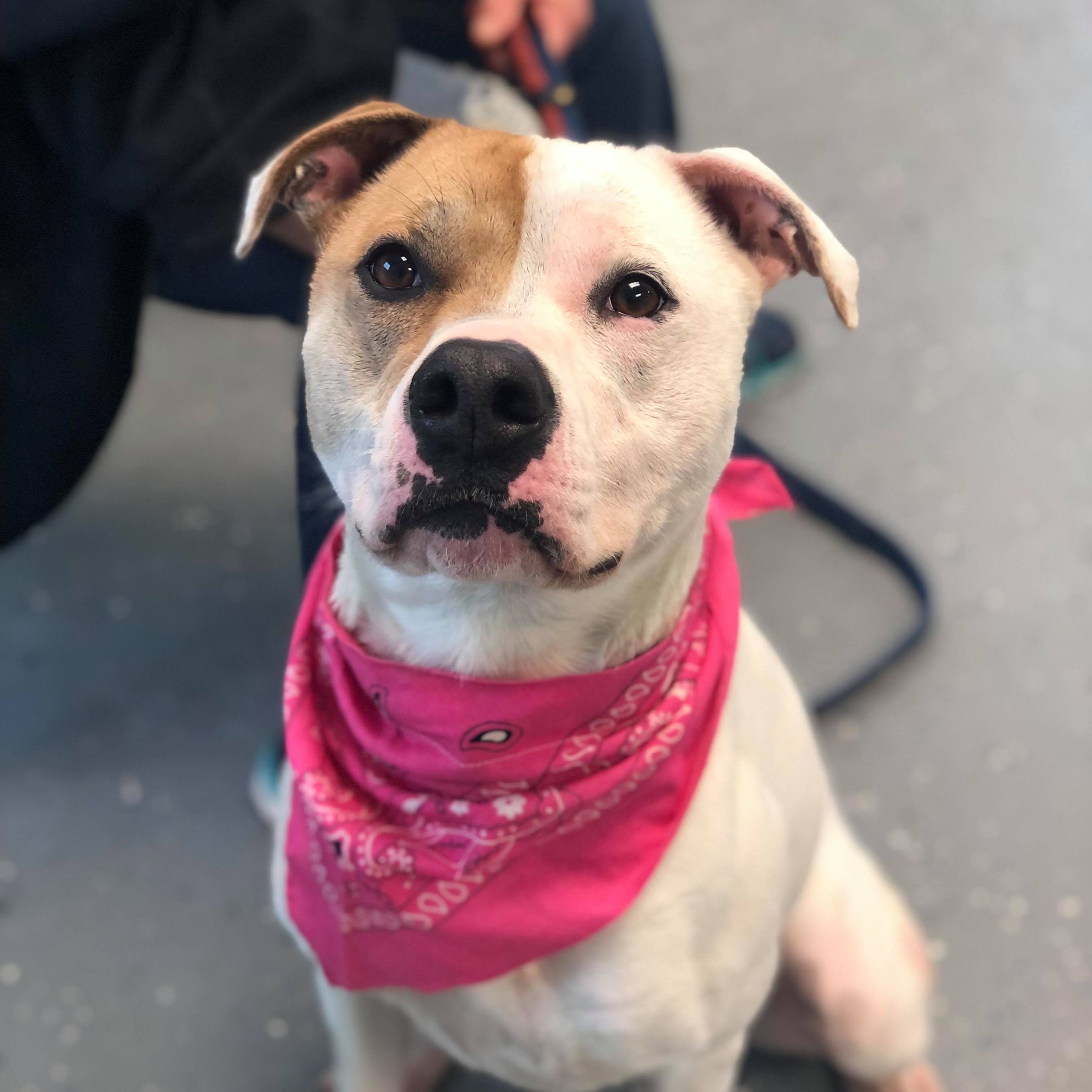 Enlarge Rayse (20201209-01), a Adoptable American Bulldog in ST CATHARINES, ON image 1/6
