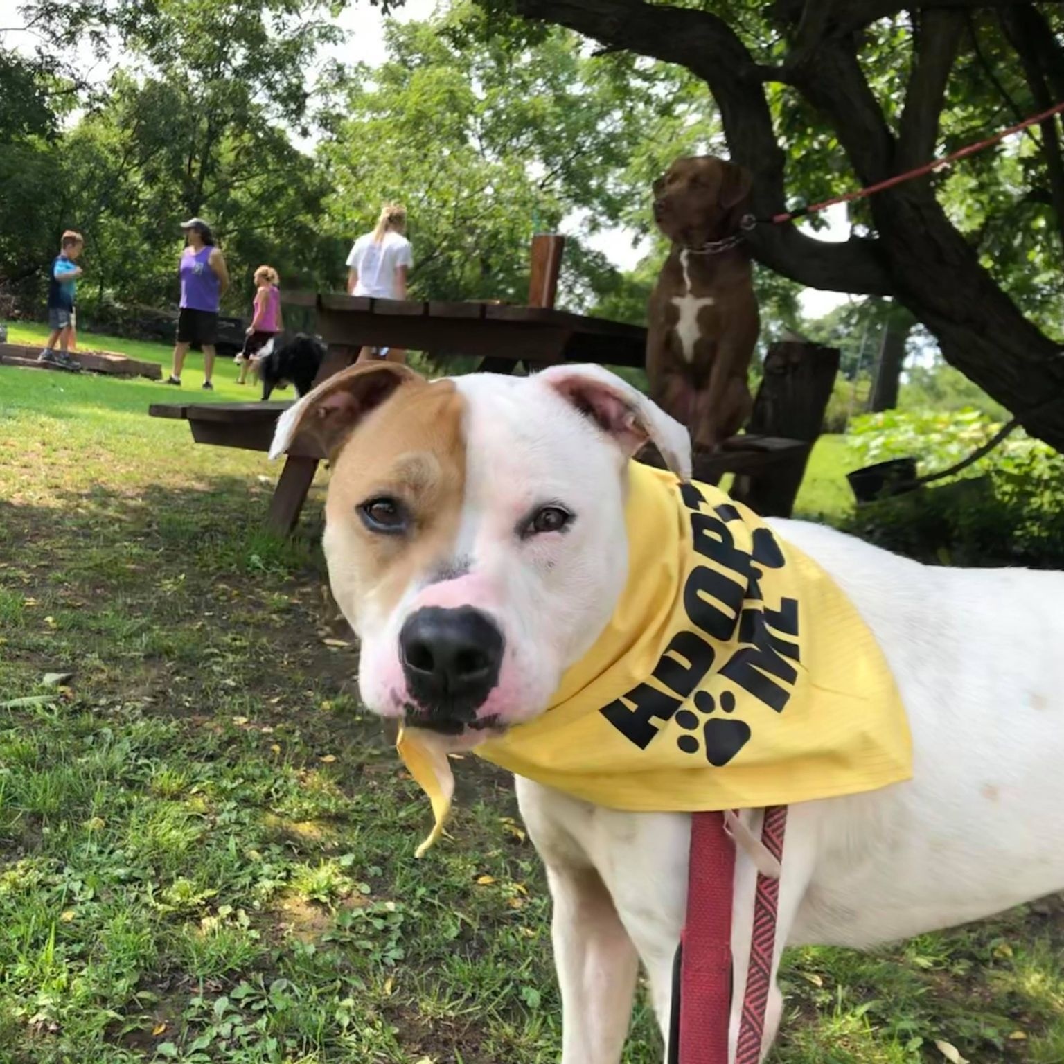 Enlarge Rayse (20201209-01), a Adoptable American Bulldog in ST CATHARINES, ON image 4/6