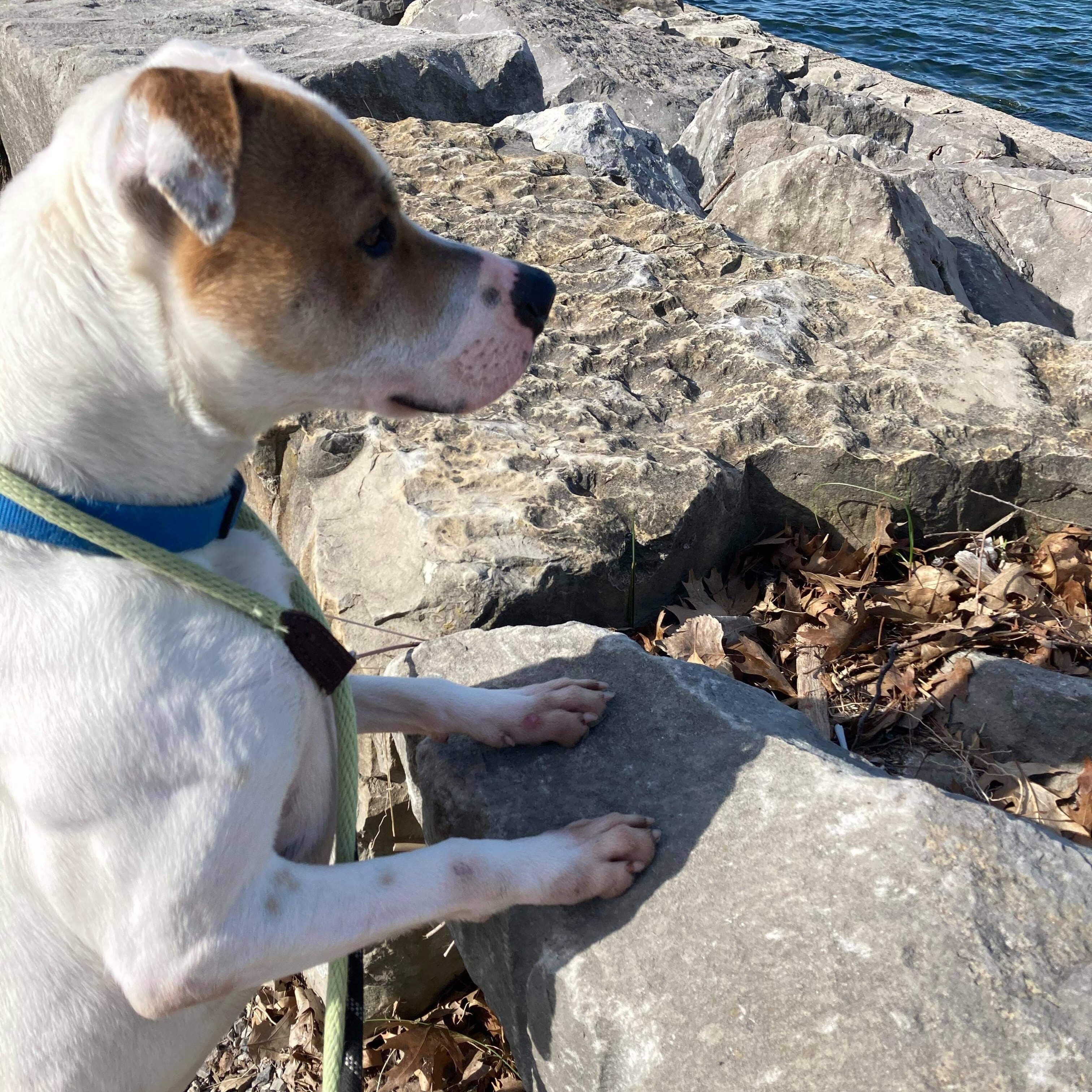 Enlarge Rayse (20201209-01), a Adoptable American Bulldog in ST CATHARINES, ON image 5/6