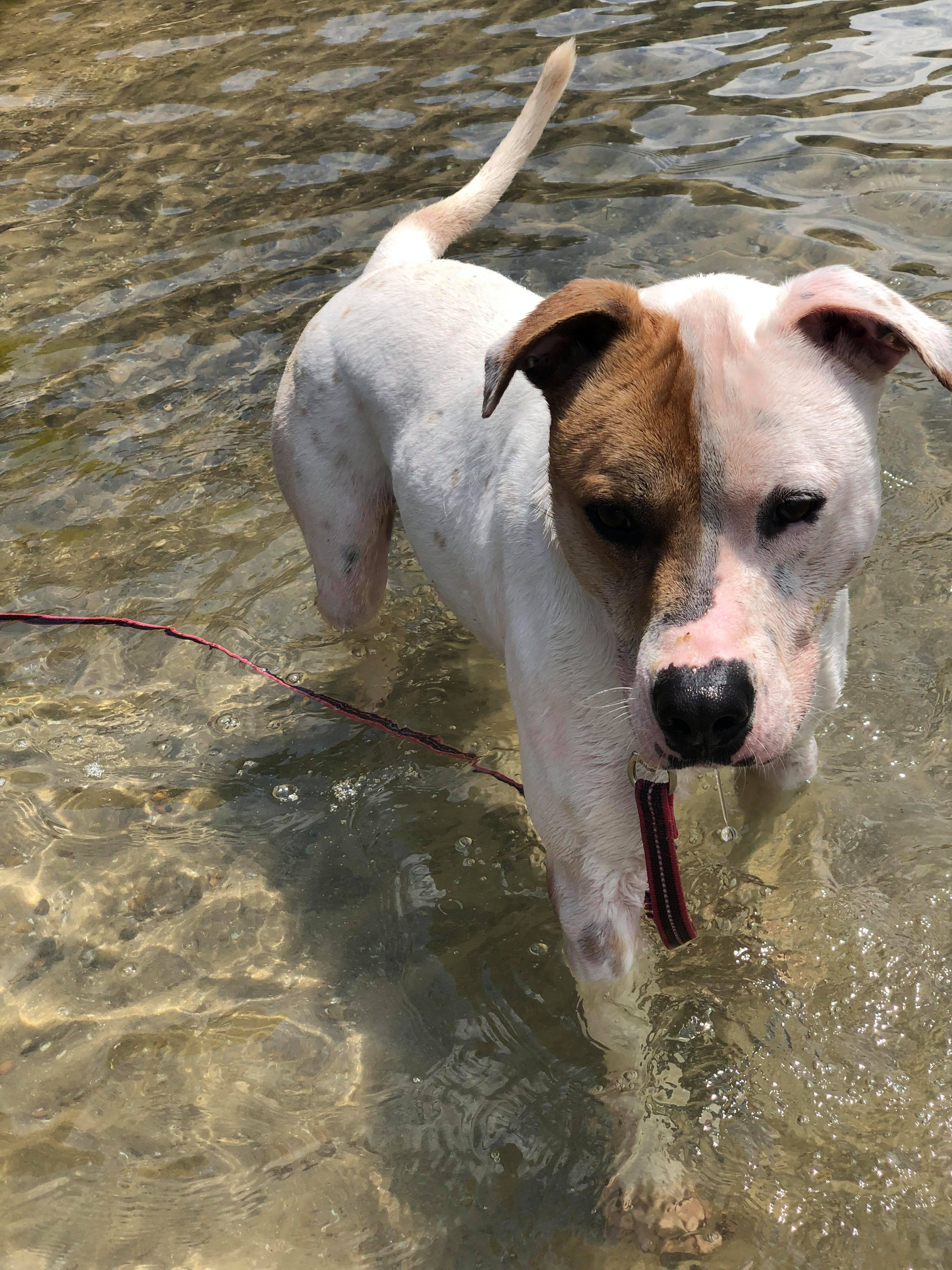 Rayse (20201209-01), a Adoptable American Bulldog in ST CATHARINES, ON image 6/6