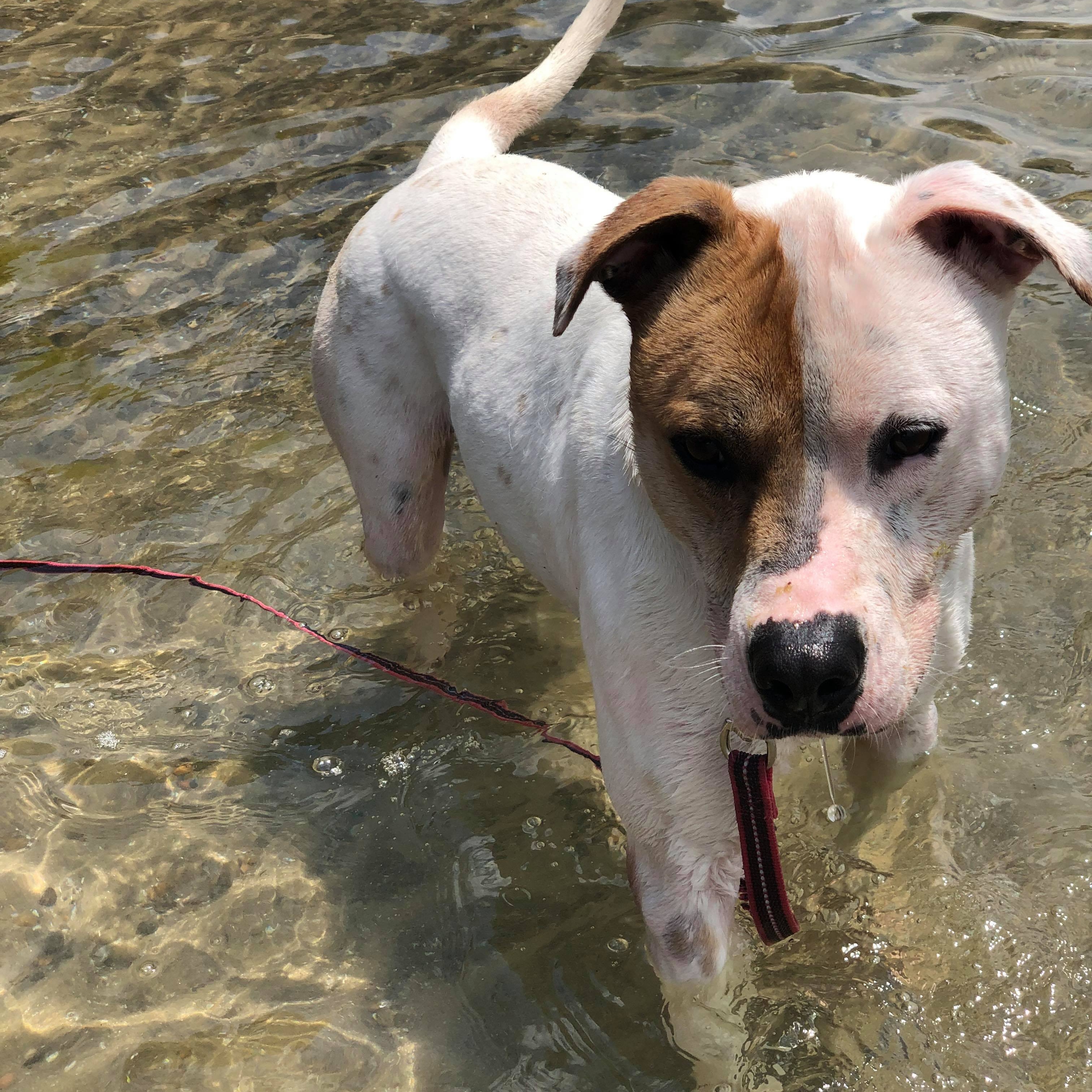 Enlarge Rayse (20201209-01), a Adoptable American Bulldog in ST CATHARINES, ON image 6/6