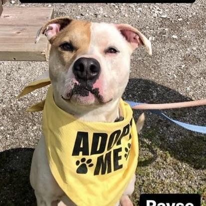 Rayse (20201209-01), an adoptable American Bulldog in ST CATHARINES, ON, L2R 7K2 | Photo Image 2
