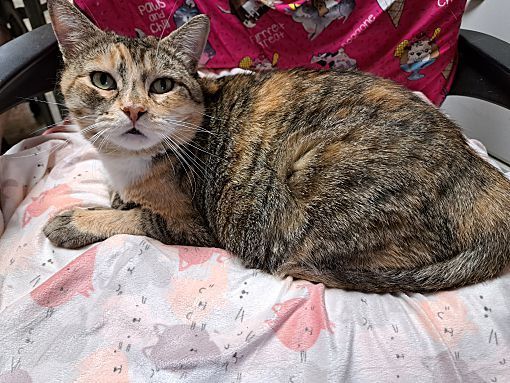 Charlotte, a Adoptable Torbie in Riverside, CA image 1/2
