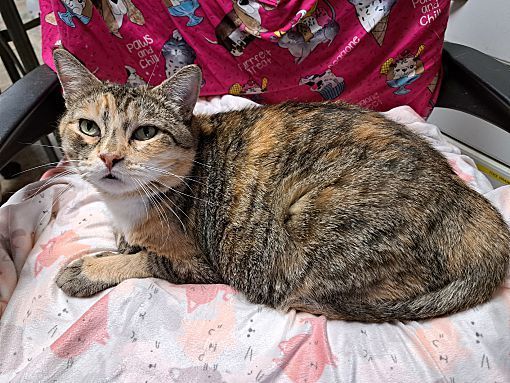 Charlotte, a Adoptable Torbie in Riverside, CA image 2/2
