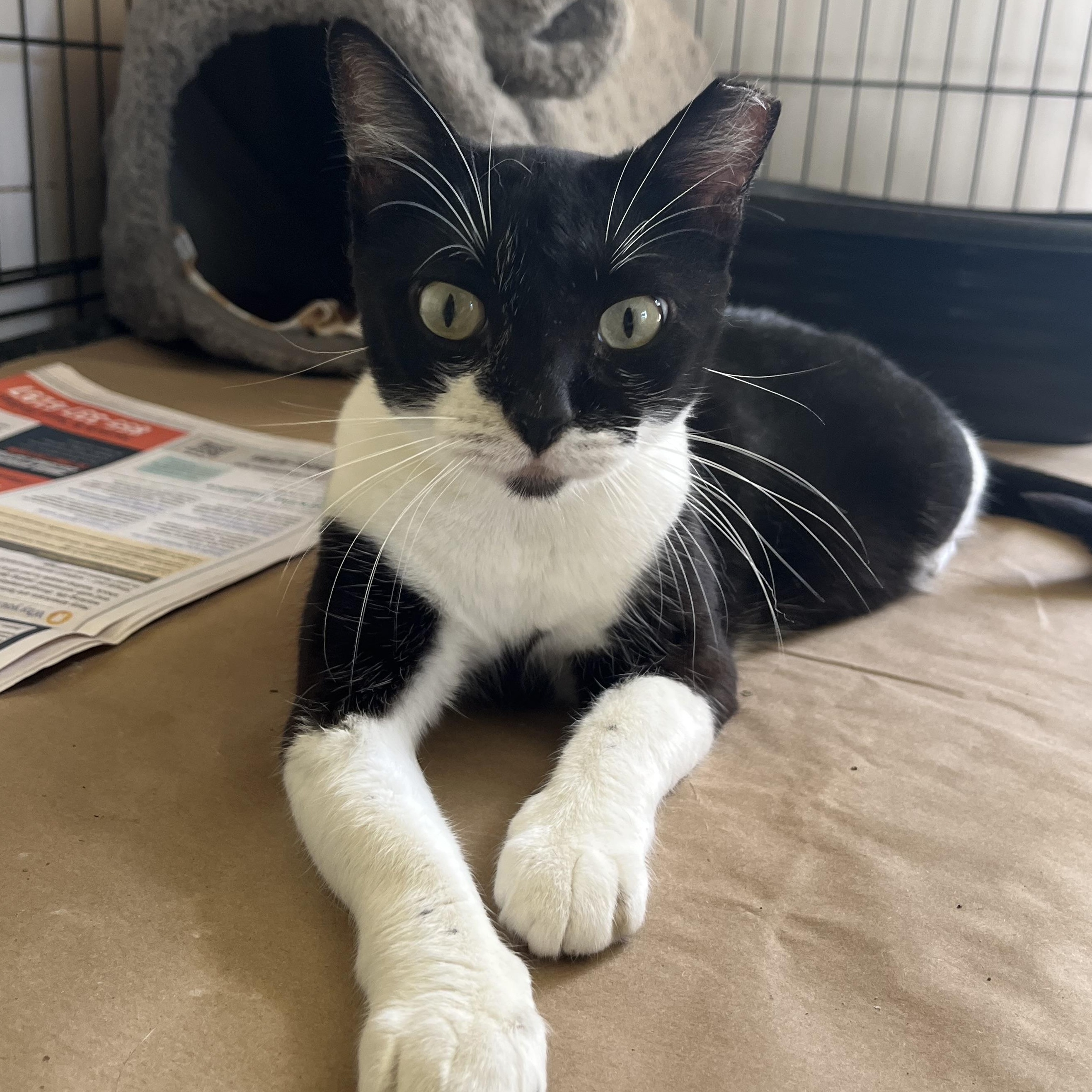 Ray, ADOPTABLE, Young Male Tuxedo.