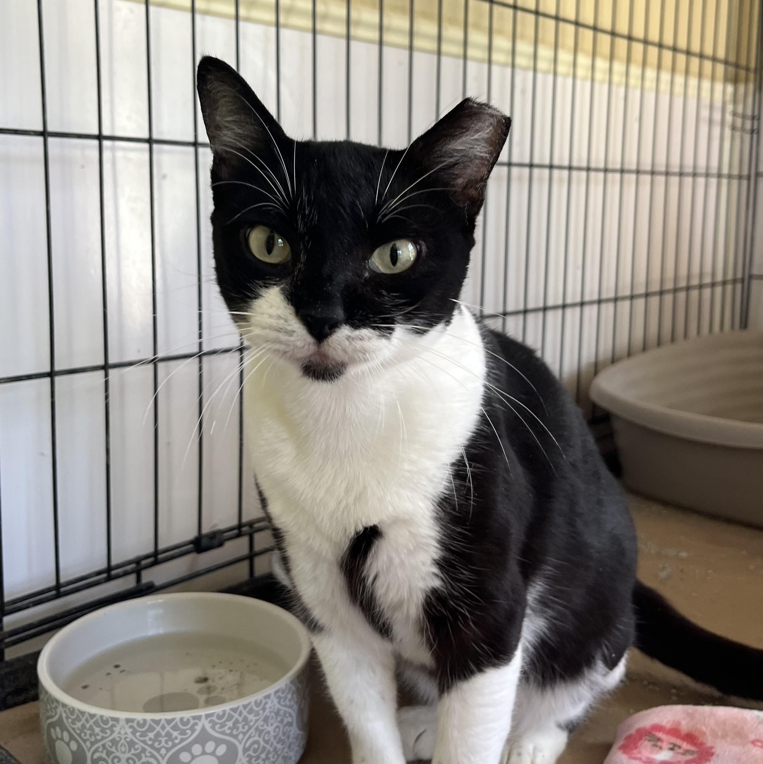 Enlarge Ray, a ADOPTABLE Tuxedo in Hammond, LA image 2/3
