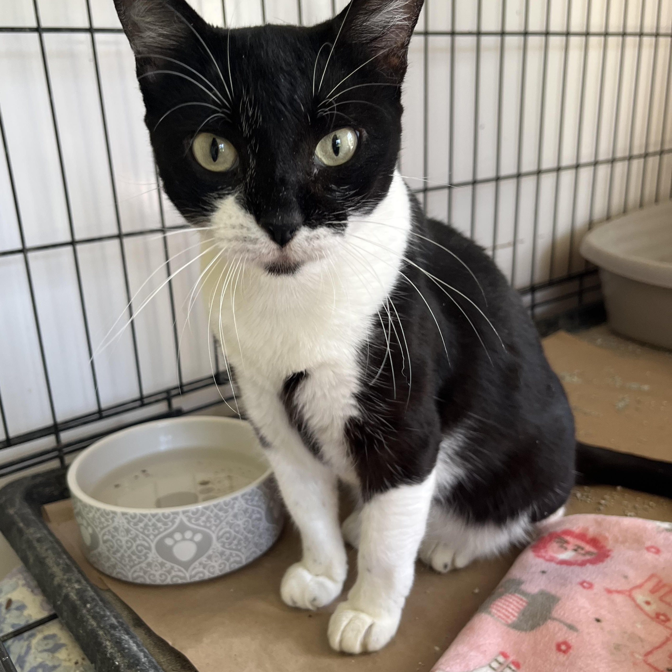 Enlarge Ray, a ADOPTABLE Tuxedo in Hammond, LA image 3/3