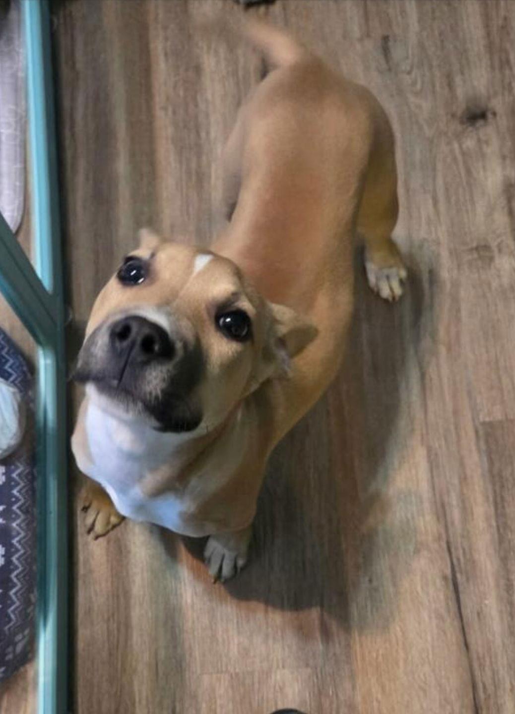 Enlarge Jordan, a Adoptable Black Mouth Cur in Sanford, FL image 2/3