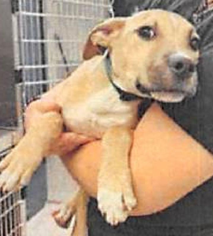 Enlarge Jordan, a Adoptable Black Mouth Cur in Sanford, FL image 3/3