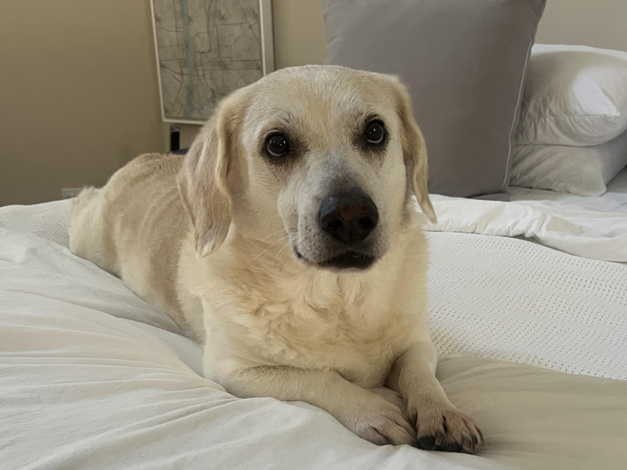 Enlarge Archer, a Adoptable mixed breed in Brattleboro, VT image 1/4
